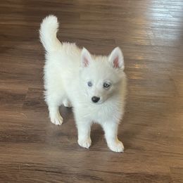 Pomsky Puppies from Farrah's Pomskies