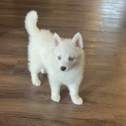 Pomsky Puppies from Farrah's Pomskies