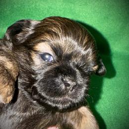 Gold Male Micah - Gold male Shih Tzu puppy in North Central Oregon, Oregon from T-Amore Shih Tzu