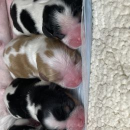 Cavalier King Charles Spaniels from Chestnut Valley Cavs