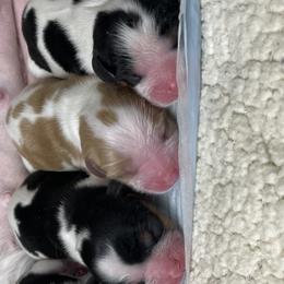 Cavalier King Charles Spaniels from Chestnut Valley Cavs