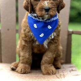 Mr. Blue Collar - Red male Australian Labradoodle puppy in Wake Forest, North Carolina from Lucky Country Labradoodles