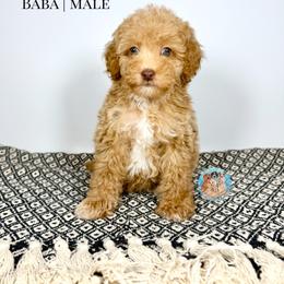 Aussiedoodle, Bernedoodle, Double Doodle, and Goldendoodle Puppies from Dandy Doodle Ranch