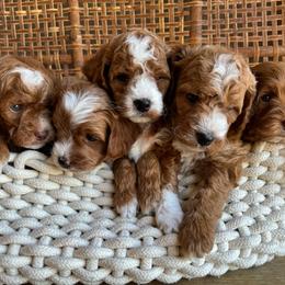 Goldendoodle Puppies from GAMMIE’S DOODLES