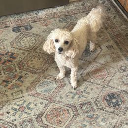 Lucy - Poodle