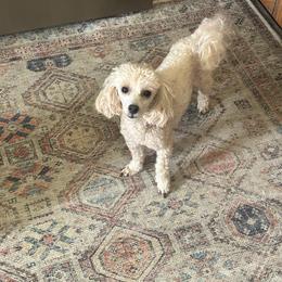 Lucy - Poodle