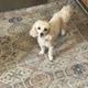 Lucy (AKC registered)