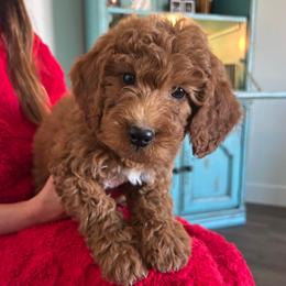 Jim - Red  male Goldendoodle puppy in Payson, Utah from Country Sky Doodles
