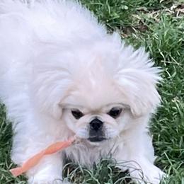 Full AKC - Banjo - Ready Now - Cream male Pekingese puppy in Hustontown, Pennsylvania from Triple I Pekes