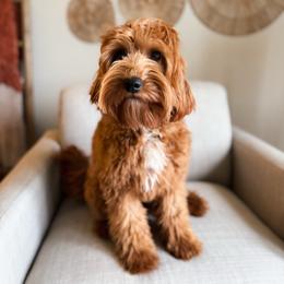 Cookie - Goldendoodle