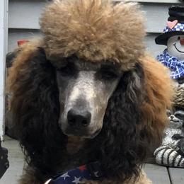 Sparrow  - Poodle