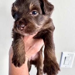 Aussiedoodle and Bernedoodle Puppies from LolliPop Farms