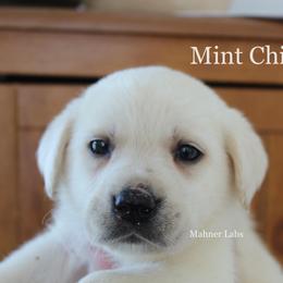 Labrador Retriever Puppies from Mahner Labs