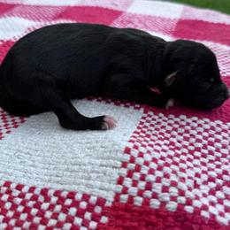 Cookies N Cream - Black tri-color female Australian Shepherd puppy in Laotto, Indiana from Circle B working Aussies