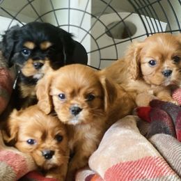 Cavalier King Charles Spaniels from Farrever Cavaliers