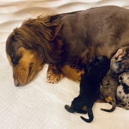 Girl 2 - Dolly Parton - Dapple female Dachshund puppy in Jasper, Georgia from M&M’s Mini Dachshunds