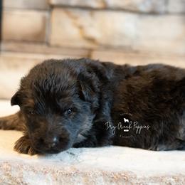 Rapunzel - Black and red female German Shepherd puppy in Pomona, Missouri from Dry Creek Puppies, LLC