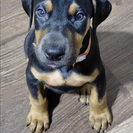 Resolution - Black and rust male Doberman Pinscher puppy in Valley View, Texas from Daystar Dobermans