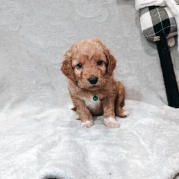 F1B Small Goldendoodle Bentley - Apricot male Goldendoodle puppy in Redding, California from Casa Delarosa Poodles & Doodles Collective