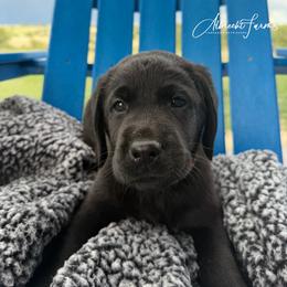 Orange Boy - Black male Labrador Retriever puppy in Colorado from Albrecht Farms Labrador Retrievers