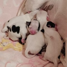 4 - Black and white male Chihuahua puppy in Murphy, North Carolina from Ay Chihuahua's
