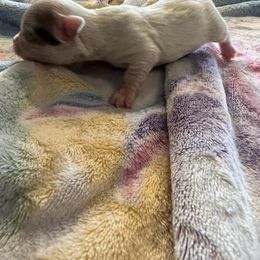 Chihuahua Puppies from Hawk's Eye Homestead