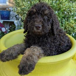 Orange Collar Male - Phantom male Poodle puppy in Tehama County, California from Hals Pals K9s