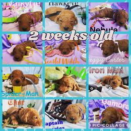 Poodle Puppies from Stunningly Sweet Standards