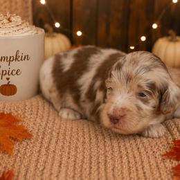 Pumpkin Spice - Merle female Bernedoodle puppy in Spartanburg, South Carolina from Southern Magnolia Bernedoodles