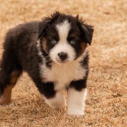 Miniature American Shepherd and Miniature Australian Shepherd Puppies from Bellewynd Acres