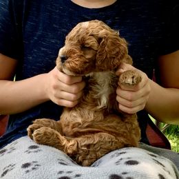 Goldendoodle Puppies from Fort Worth Goldendoodles