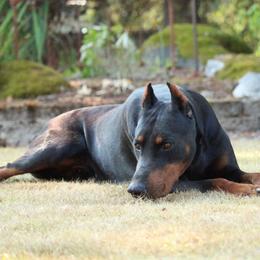 Nephi - Doberman Pinscher