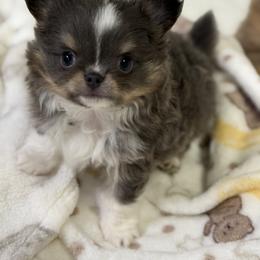 Bluey - Blue and tan male Chihuahua puppy in Newport Beach, California from Exotic City Pomeranians and chihuahuas