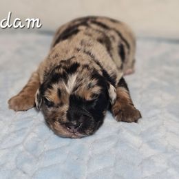 Adam - Blue merle male Australian Shepherd puppy in Owensboro, Kentucky from JnT's Bluegrass Mini Aussies
