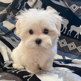Little boy - White male Maltese puppy in Billingsley, Alabama from Euphoria Maltese