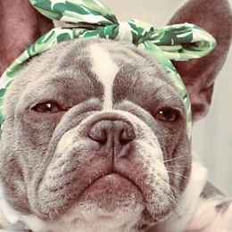 French Bulldogs from The Frenchie Lovers