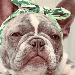 French Bulldogs from The Frenchie Lovers