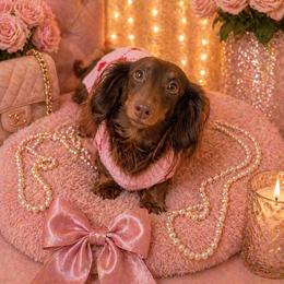 Rya - Dachshund