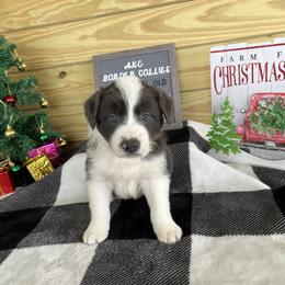 Border Collie Puppies from South Florida Stock Dogs