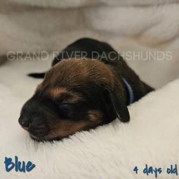 Blue Girl - Red female Dachshund puppy in South Dakota from Grand River Dachshunds