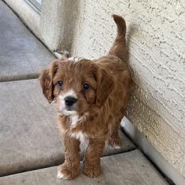 Goose - Red male Cavapoo puppy in Glendale, Arizona from Dashing Dogs