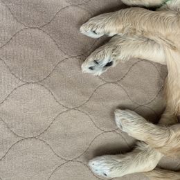 Boy 3 - Goldendoodle puppy in St. Lucie, Florida from A Doodle Life, LLC