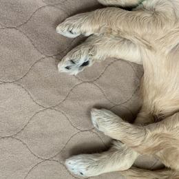 Boy 3 - Goldendoodle puppy in St. Lucie, Florida from A Doodle Life, LLC
