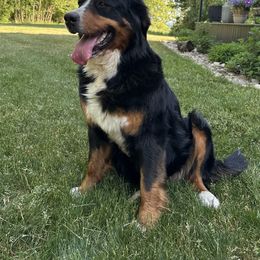 Bernese Mountain Dog All Grown Up from Steinhaus Dogs