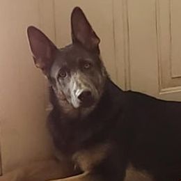 German Shepherds and Mastiffs from Sherry's German Shepherds and Mastiffs