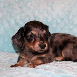 Judd 3500 - Dapple male Dachshund puppy in Coldwater, Mississippi from Mississippi Shorties Miniature Dachshunds