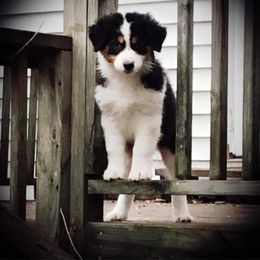 Australian Shepherd Puppies from Triple S Aussies