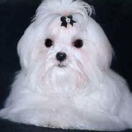 Maltese from Satinboreas Maltese