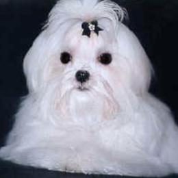 Maltese from Satinboreas Maltese