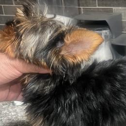 Yorkshire Terriers from Pooch Perfect Puppies